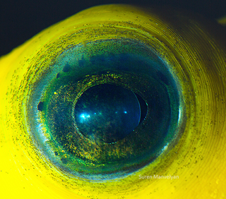 Illustration for article titled The eyes of animals look a lot like alien worlds